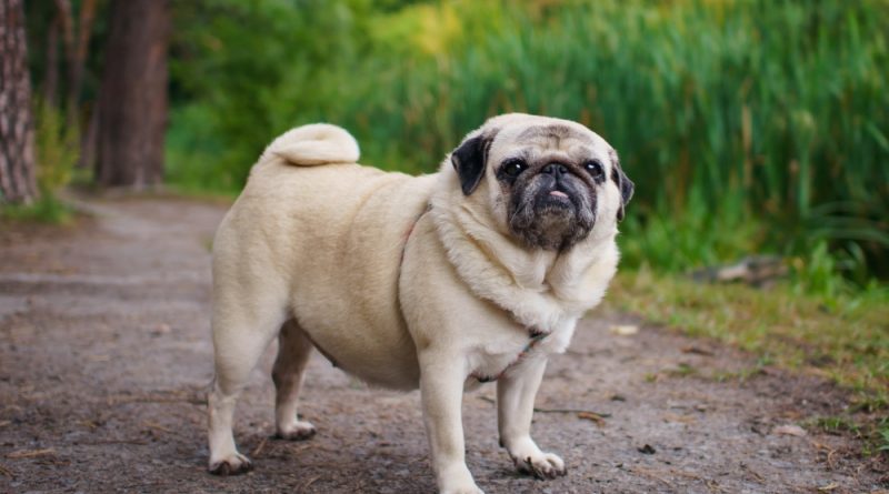 Pug know everything about the dog breed
