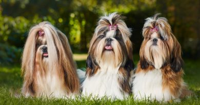 Shih Tzu: know everything about this dog breed