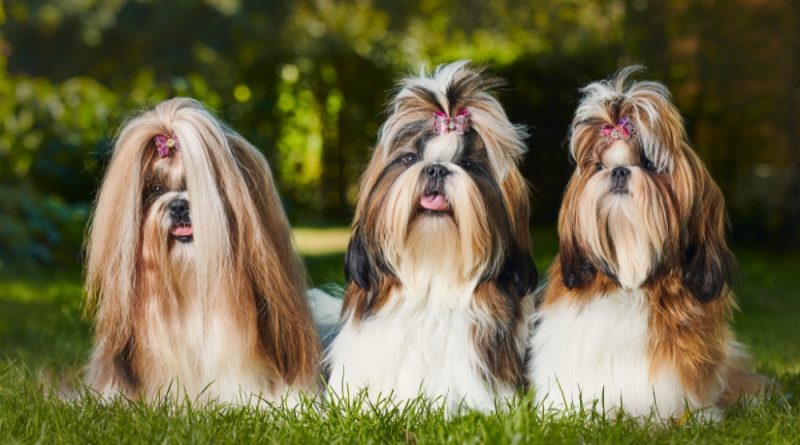 Shih Tzu: know everything about this dog breed