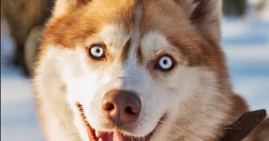 Special care for the Siberian Husky