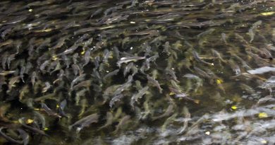 The Fantastic Migration of Fish From Springs to Ocean