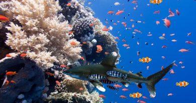 The Importaance of Ecosystems for the Biodiversity of Marine Life