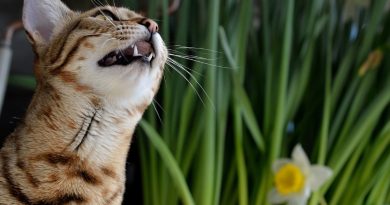 The Most Expensive Cat Breeds