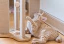 The best toys to de-stress cats