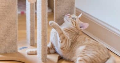 The best toys to de-stress cats