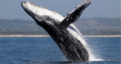 Whales - The Largest Navigators of the Ocean