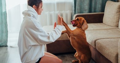 What are basic commands for the dog
