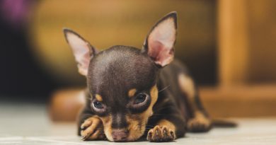What are the most popular dog breeds in brazil