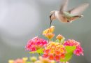 What does the hummingbird eat