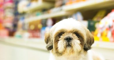 What foods can shih tzu eat