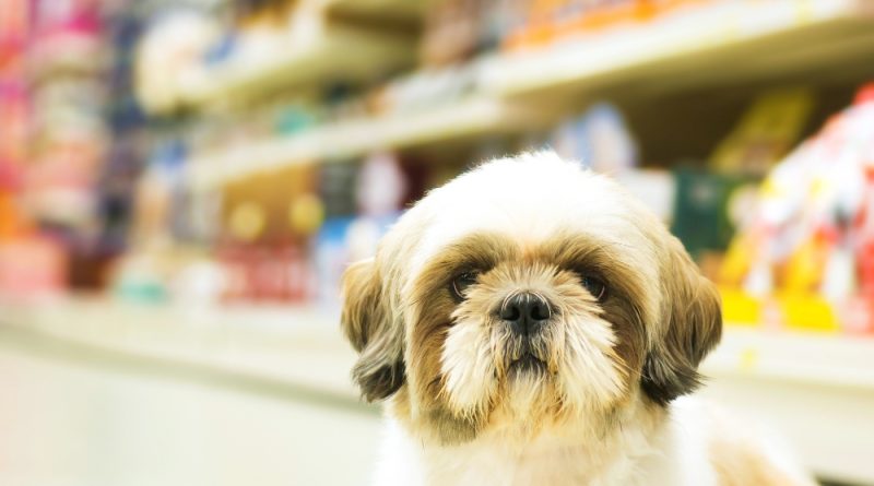 What foods can shih tzu eat