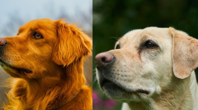 What is the difference between Golden and Labrador