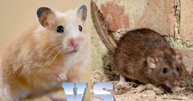 What is the difference between hamster and rat