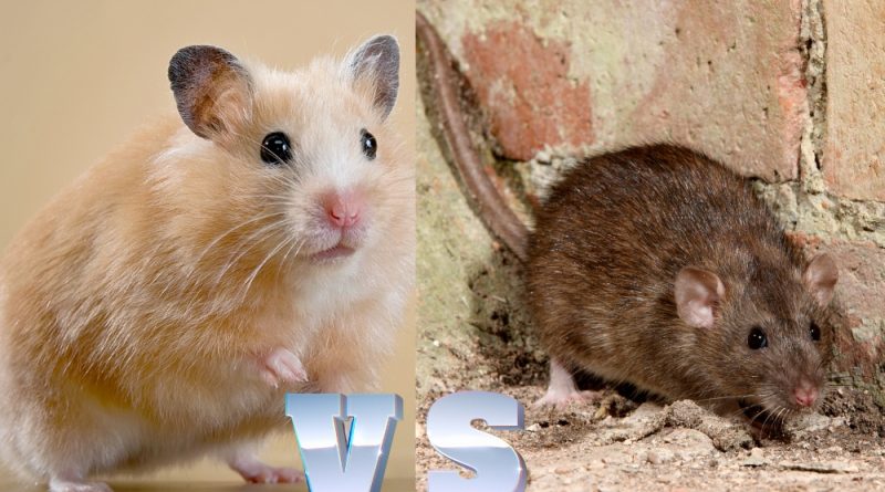 What is the difference between hamster and rat