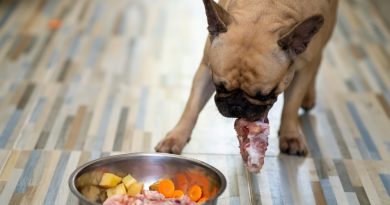 What to cook for the dog
