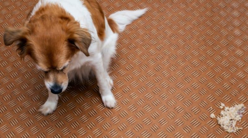 What to do when the dog vomits