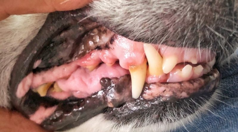 What to do when your dog's tooth falls out