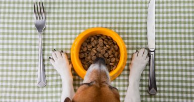 When to use light dog food
