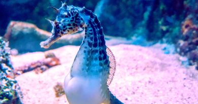 Why is Seahorse considered a fish