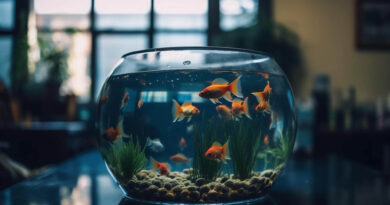 10 Essential Aquarium Care Tips