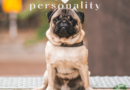 The Pug: A Complete Guide for Potential Owners and Breeders